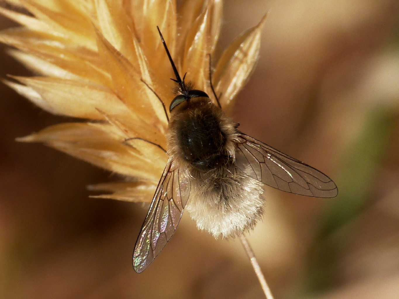 Bombilidae canuto: Maschio di Systoechus sp.